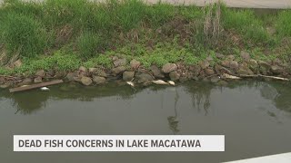 Virus to blame for dead fish found in Lake Macatawa