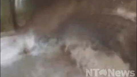 Crocodile attacks pig hunting dog