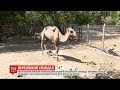 Ребра через шкіру: зоозахисники стали на захист виснаженого верблюда у екопарку Кобеляк