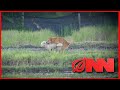 Scientists Witness 2 Dogs Mating For First Time | Onion News Network