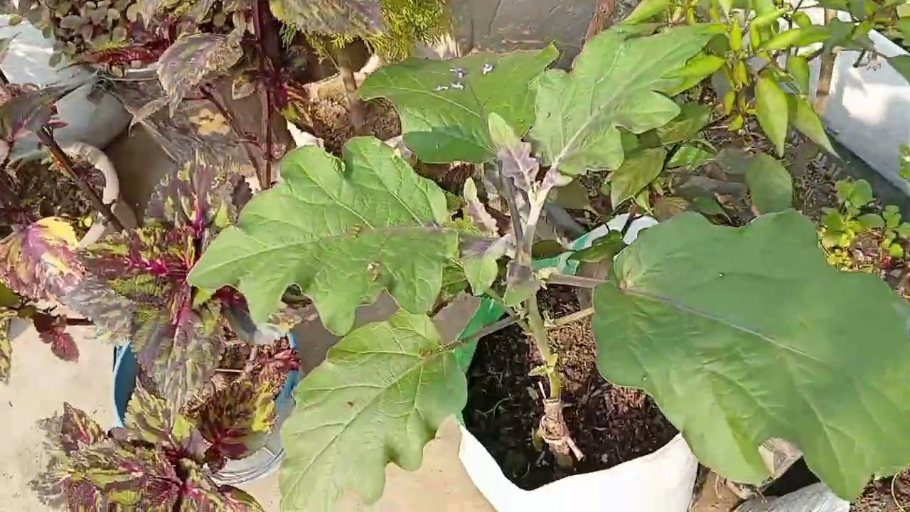 আজ বাগানে চন্দ্রমল্লিকা আর গাধা ফুল ফুটে ভরে আছে🥰|গাছেদের কি খাবার দিলাম?😲