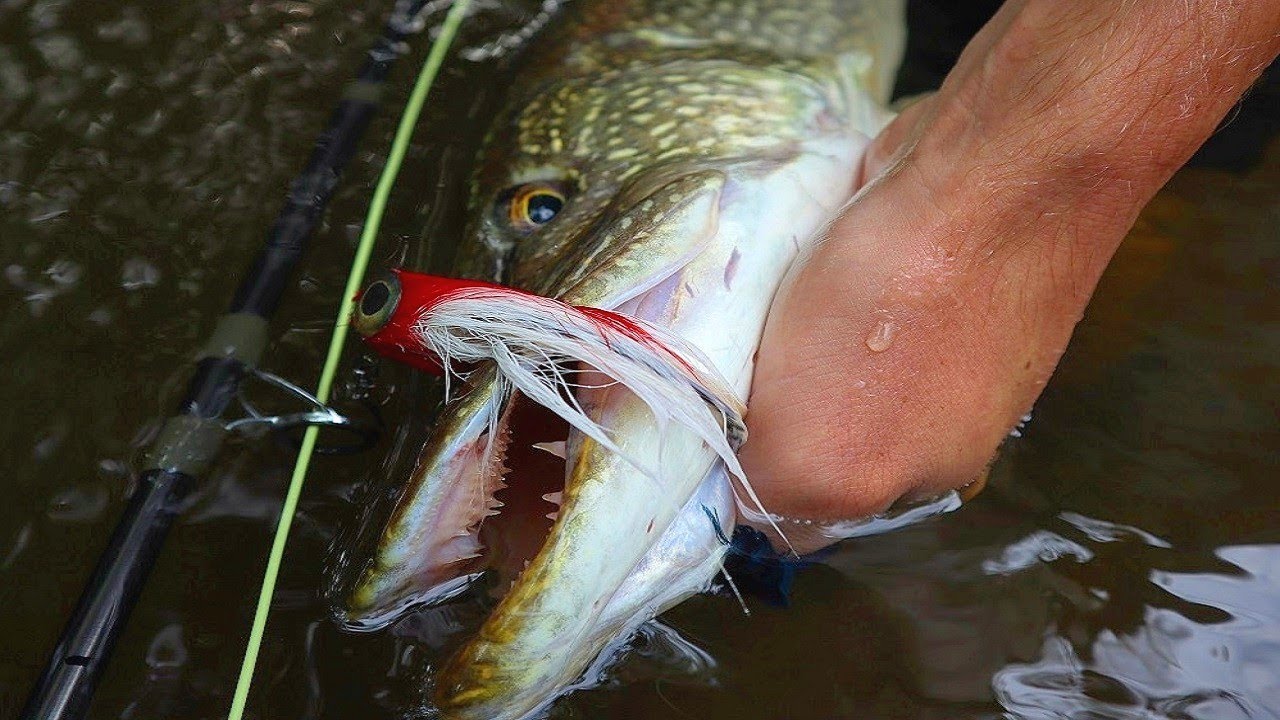 Fly Fishing New Flies for Big Pike YouTube