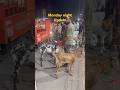 Meerut ki bakra mandi #azharvlogs #goat #bakr #animals #trendingshorts #viralvideo #qurbani #shorts