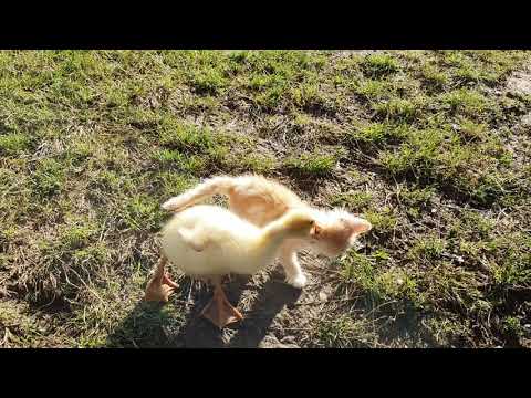 იდენტობის არევა?