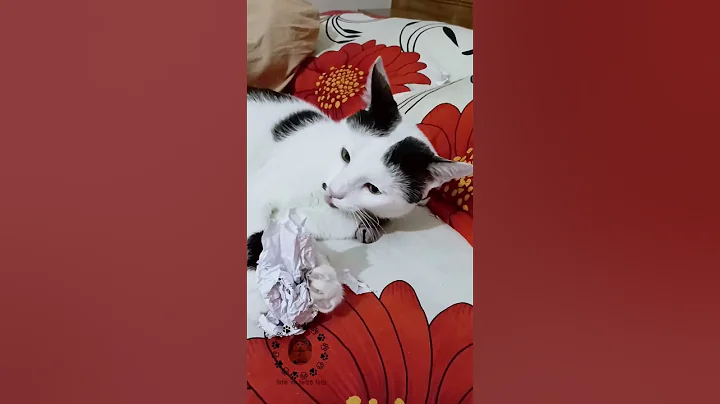 Video 11763961: cats funnycats catlover, cat showcase, funny cat