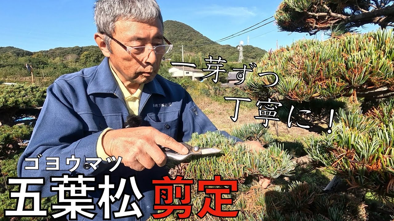 【一芽ずつ丁寧に！】歴60年の庭師が教える五葉松の剪定！！
