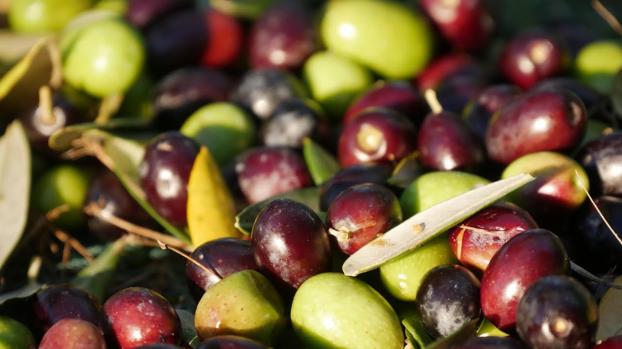 Raccolta olivo. Così mi ricarico - YouTube