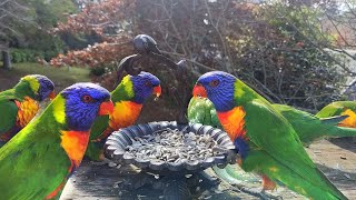 Rainbow Lorikeets eating sunflower seeds 4K