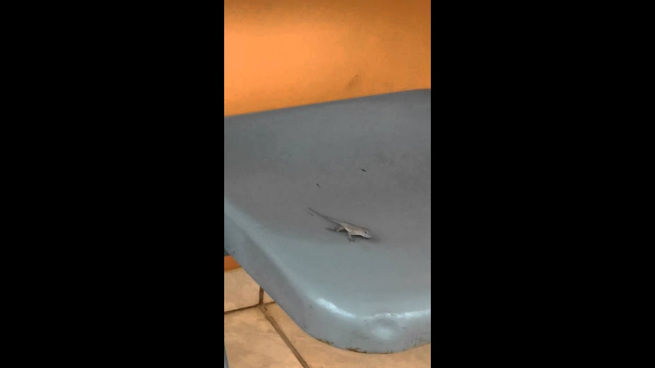 Lizard eating shocked mosquito YouTube
