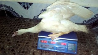 البط السوداني عمر 3شهور وزن خرافي وكلمتين مهمين جدآ لزيادة الوزن