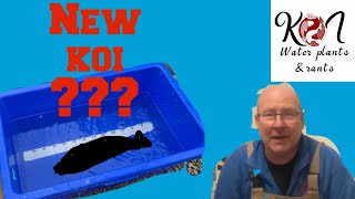 Koi Pond .new Koi Arrived From Queni Koi , Blanket Weed Defeated Koi Pond .new Koi Arrived From Queni Koi , Blanket Weed Defeated