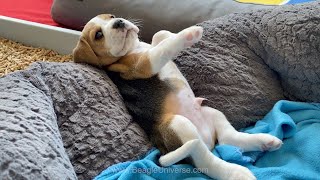 Cute And Funny Beagle Puppy Compilation At Just 5 Weeks Old.
