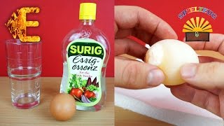 DIY Bouncy Egg Experiment - Egg Putty Bounces Kids Slimy Test Trial Film