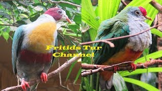 Yellow-Breasted Fruit Dove Collared Imperial Pigeon Gallicolumba Rufigula Beautiful Fruit Pigeons