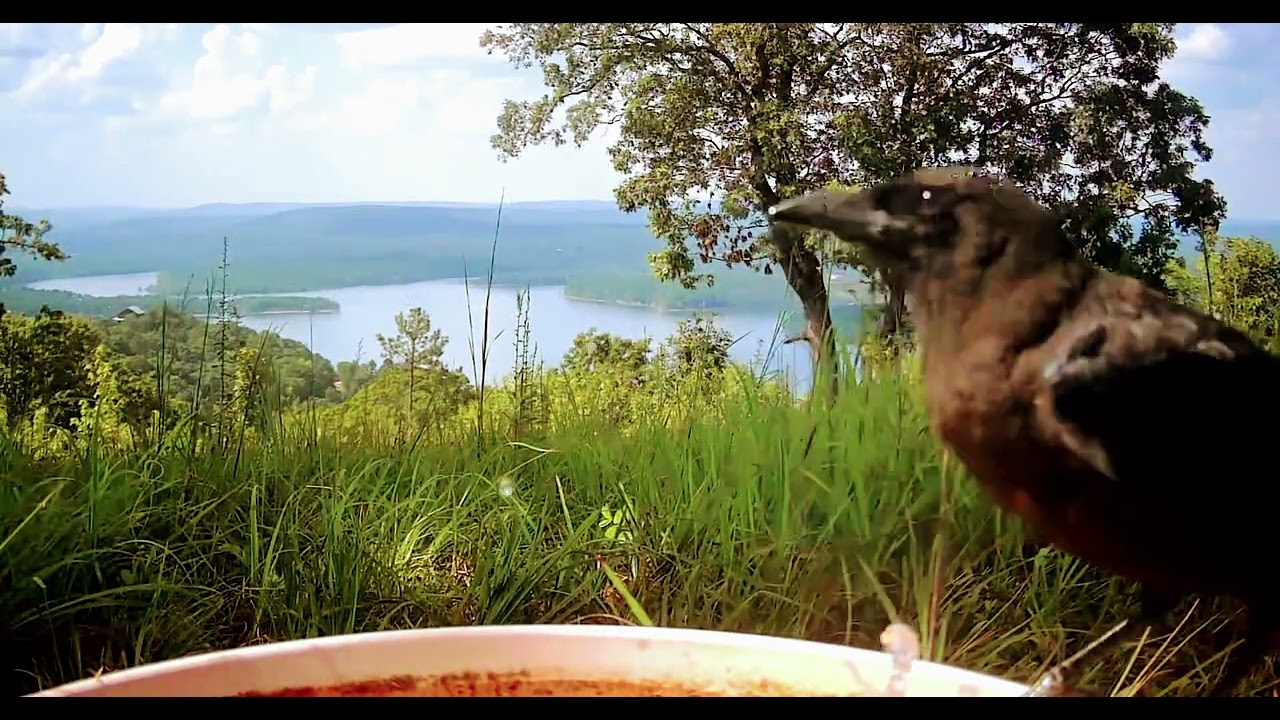 Old Crow Joe Discovers the Joy of a Hands Free Water Fountain 😃 Like Subscribe 