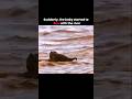 Mother elephant was left heartbroken #youtube #video #viral #shorts