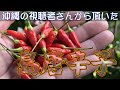 珍しい野菜をチョットだけカジッてみた【沖縄の島唐辛子】