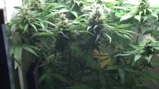 White Widow Grow Week 10 (Flowering Week 6)