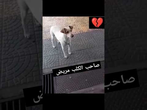 ردت فعل الكلب المغرب اكسبلور امازيغن أغاني مغربية ضحك حيوانات تربية الجزائر تونس تيك توك