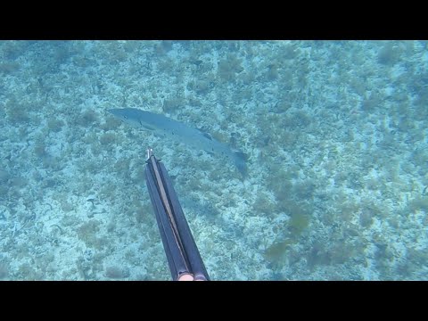 REEF HUNTING FOR BIG FISH MUST WATCH!!