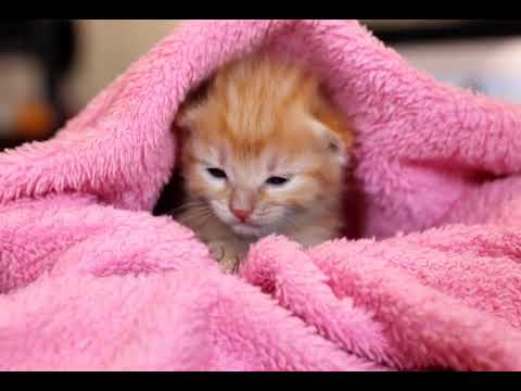 Awwwwwwwwwwwww kitte cat