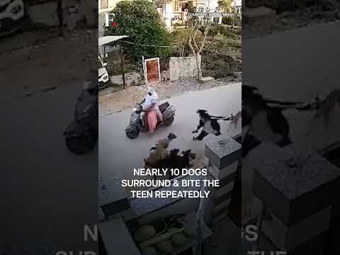 ഇന്ത്യയിലെ രാജസ്ഥാനിൽ 18 വയസുകാരിയെ തെരുവ് നായ്ക്കൾ ആക്രമിച്ചു | ഫസ്റ്റ്പോസ്റ്റിലേക്ക് സബ്സ്ക