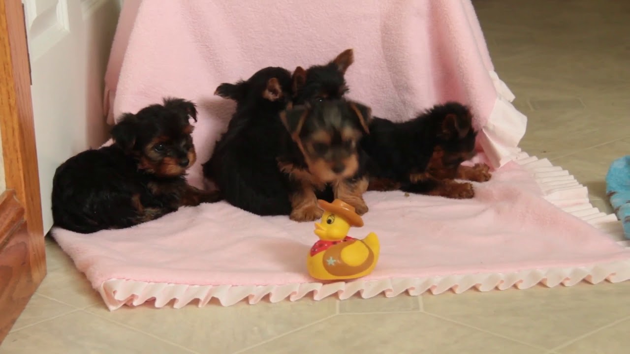Yorkie Puppies For Sale