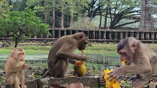 Helping Monkey And Feeding Mangoes To Lovely Monkey Snoopy Sakani Bravo And Sara