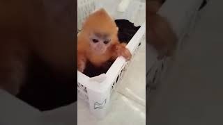 lutung langka berbulu emas