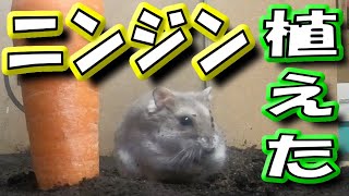 【ハムスター】人参を植えて育てるジャンガリアンハムスター【かわいい/飼い方/癒し/土飼育/ニンジン】