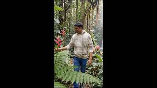 #aivideos#aishorts#aicreator#aicreation#aicreativity#viral#trandingshorts#aiart#jungle