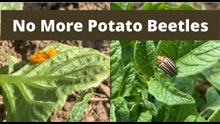 How to Get Rid of Potato Beetles | Organic Potato Beetle Control