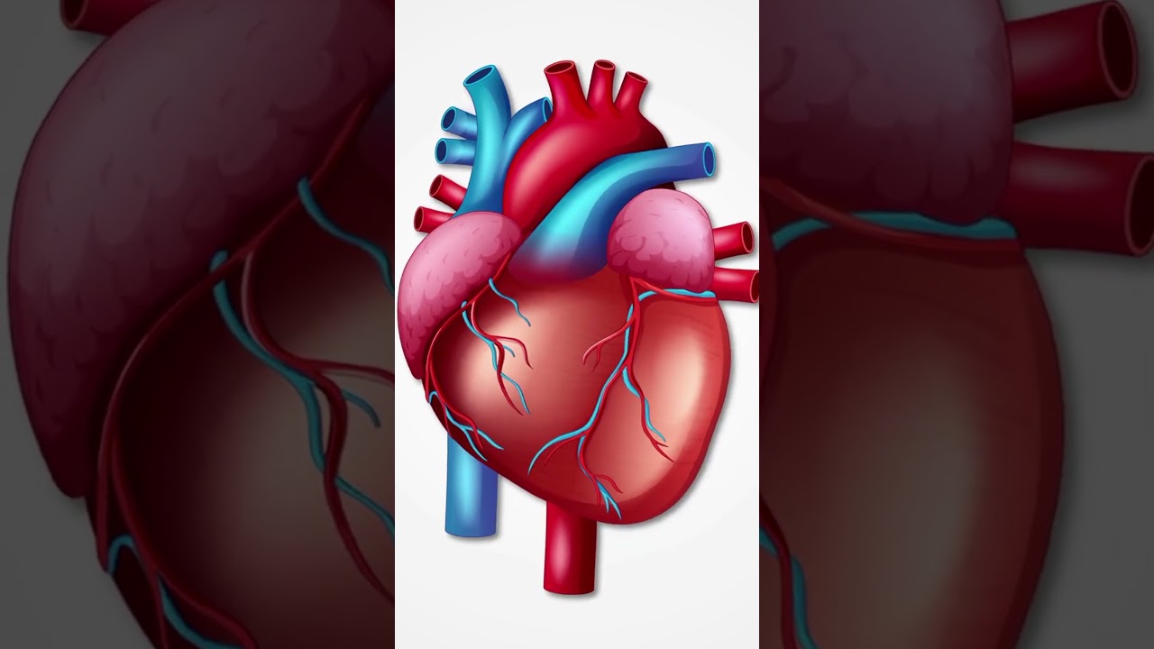 Your Heart Needs These 5 Supplements Daily ❤️