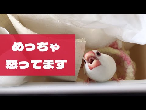 チンピラ文鳥があらわれました。めっちゃ怒ってます　#javasparrow