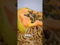 Mealworms Vs PAPAYA 
