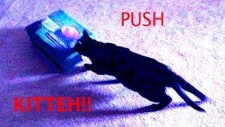 Kitty Loves Pushing a Box!!
