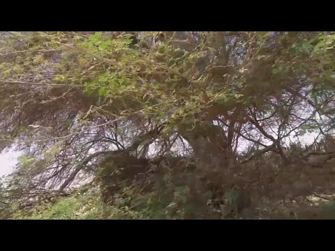 شجر السنط وفوائدها الاقتصاديه والغذائيه