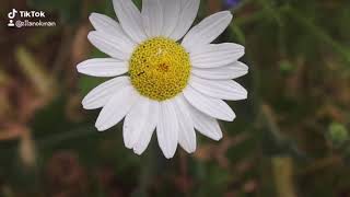 Ey Ruhuma Kır Alemi Papatya 🌼🌻