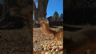 Adorable Squirrel Enjoying a Snack squirrels squirrely peanuts animals shorts eatingnuts