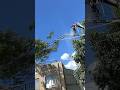 【エノキの越境枝を切る】#shorts #treework #伐採
