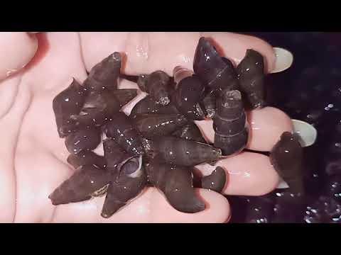 Video ỐC SUỐI ĐÁ./ STONE SNAIL|Delicious Vietnamese food - youtube