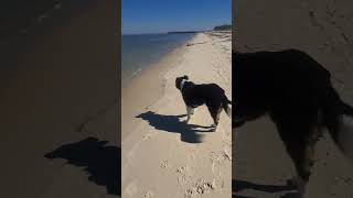 Fort Morgan Beach - Dogs Allowed