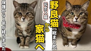 ボス猫を緊急保護してから家族になるまでの記録【総まとめ】｜ニャン生大逆転！