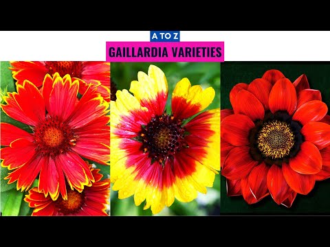 Video: Gaillardia Spinosus