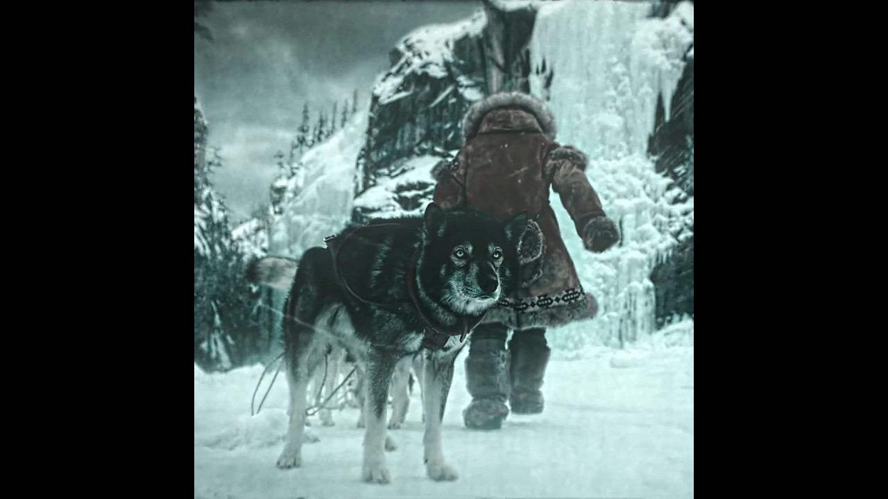 Togo (2019)-The lead puppy saved a whole team of puppies 🐕&zwj;🦺✨!