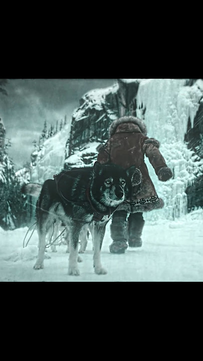 Togo (2019) - Anak anjing pemimpin menyelamatkan sekelompok anak anjing 🐕‍🦺✨!