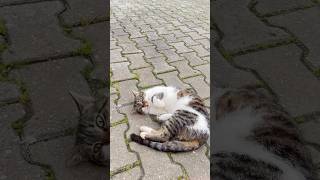 Kuduruk Hırçın Kedicik