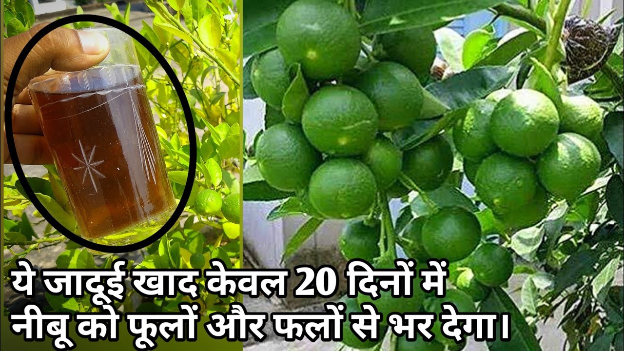 इसे सिर्फ एक गिलास नीबू के पौधे मे डालने से पौधा 20 दिन में फुलो और फलों से लद जायेगा
