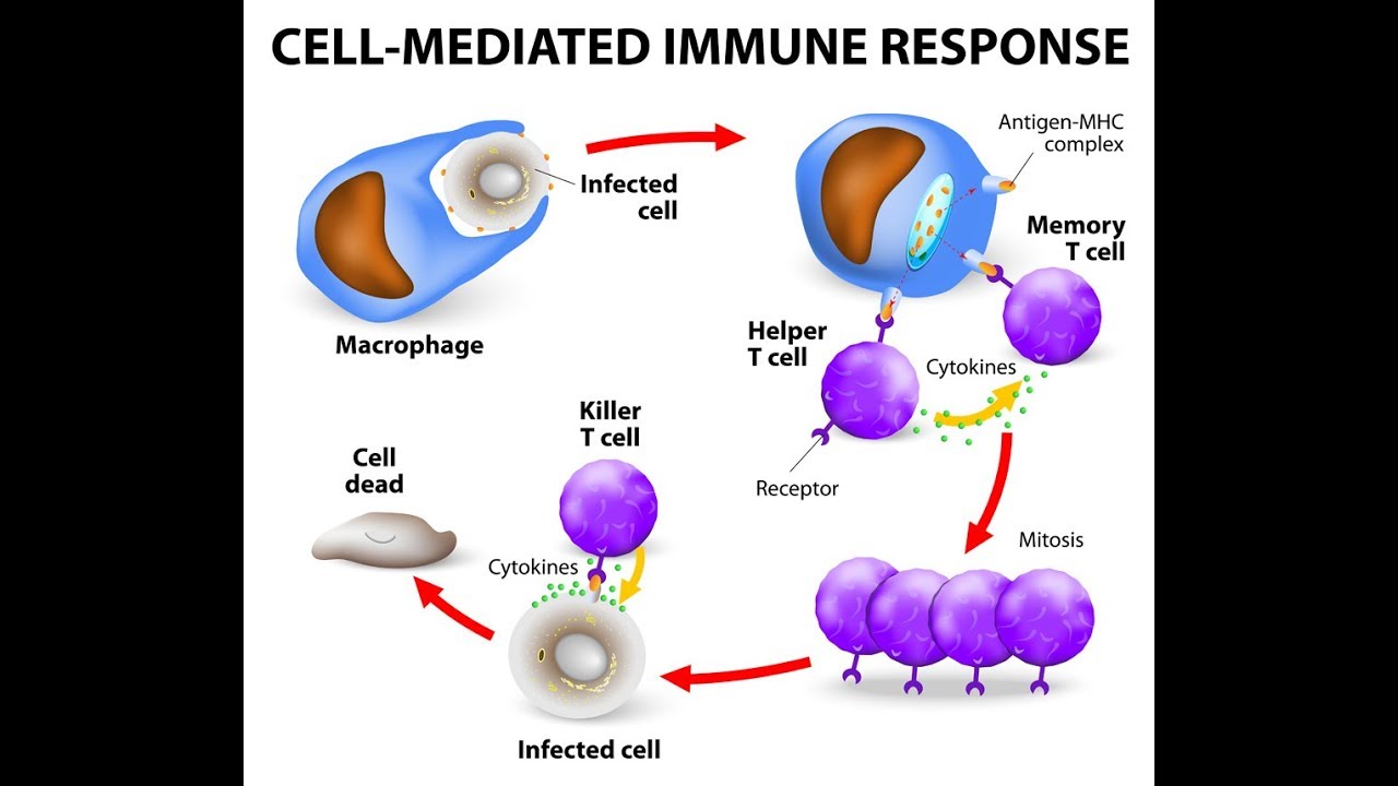 Microbiology of Cell Mediated Immunity - YouTube