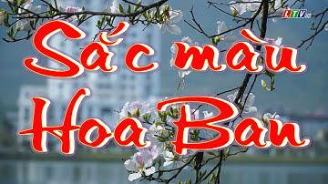 Lai Châu - Sắc màu Hoa ban